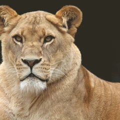 Unleashed on the Highway