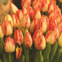 Lights Of Christmas Wonder