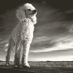 Cover art for Redline Guitar Riot