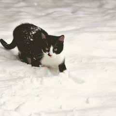 Tiptoe Through the Teacups