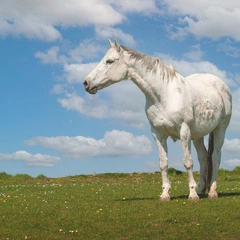 Flute of the First Noel