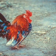 Electric Dreams in Harmony