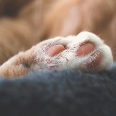 Cartoons in My Headphones