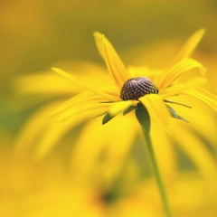 Smiles on the Piano Keys