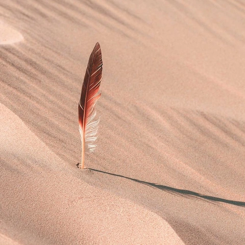 Portada para Human Race