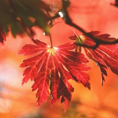 Whispers at the Window