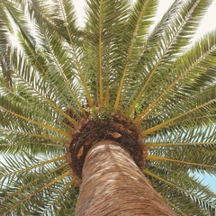 Electric Dawn Rising