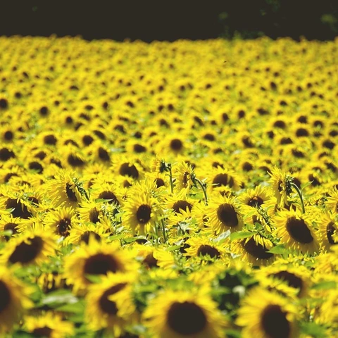 Pochette pour Quilted Questions