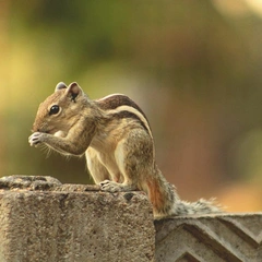 Curious Clarinet Stroll