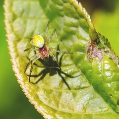 Stealthy Shenanigans