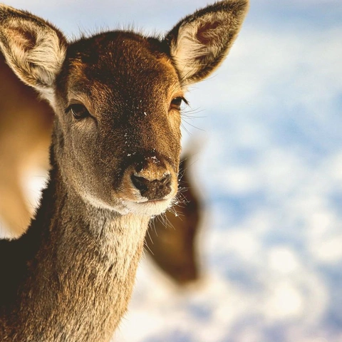 Cover art for Quiet Shores