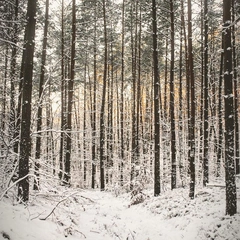 Where Memory Meets Dawn