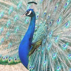 Anthem for the Brave