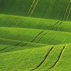 Dusty Roads and Distant Voices