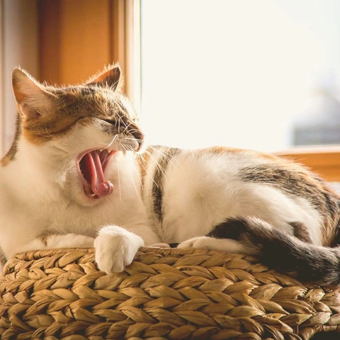 Pochette pour Whimsical Escapade