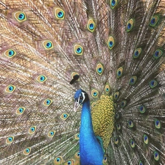 Banner over the Bright Horizon