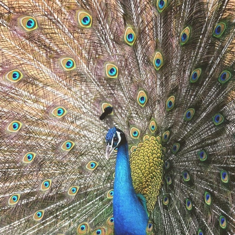 Cover art for Banner over the Bright Horizon