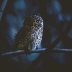 Horns over the Event Horizon