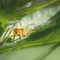 Circuit of Hidden Clues