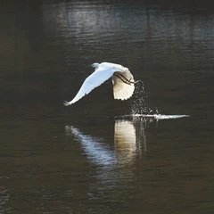 The Fairy by the River