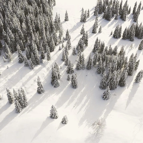 Cover art for Woven in Ivory