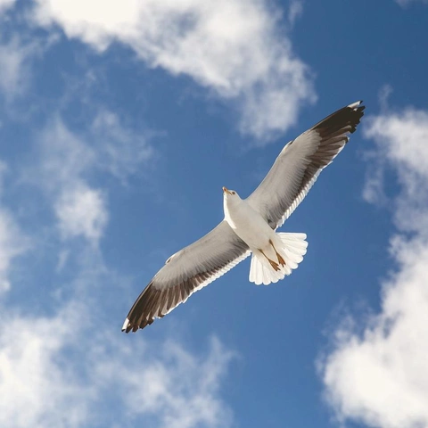 Cover art for Meadow Muse