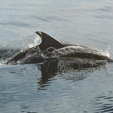 Cover art for Binge Breeze