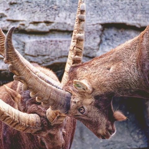 Pochette pour Trap Impact