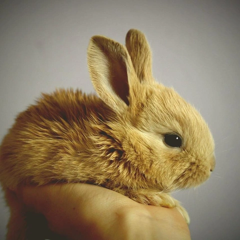 Pochette pour Clockwork Salon