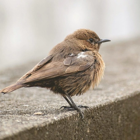 Cover art for Quiet Stillness