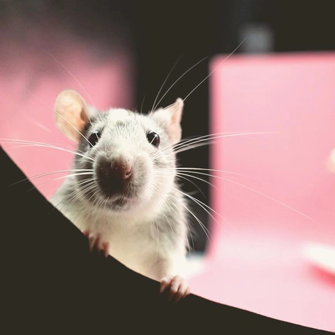 Pochette pour City Capture