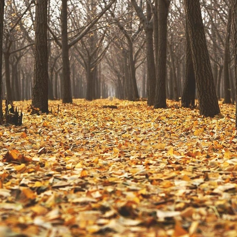 Portada para Latin Cha