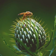 Cover art for Retro Rocket Sprint