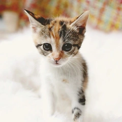 Digital Heartbeat Surge