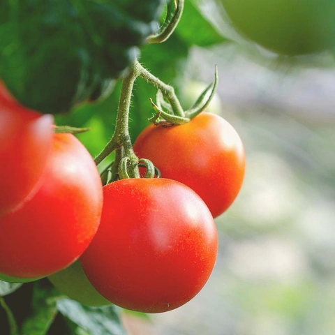 Portada para Bright Day and Tiny Strings