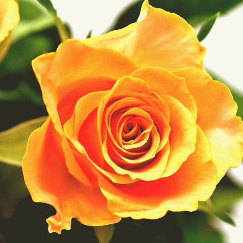 Celebrate This Momentのジャケット画像