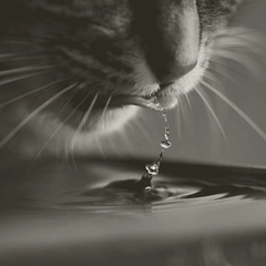 Cover art for Tears on the Ivory Keys