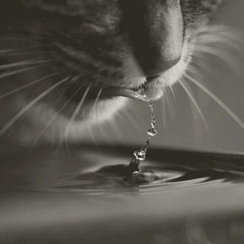 Cover art for Tears on the Ivory Keys