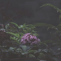 Piano in the Half Light