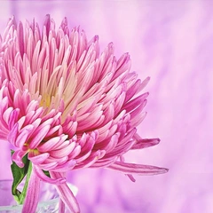 Softly as We Remember