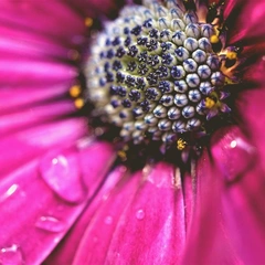 The Heartbeat of Summer Nights