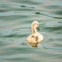 Crystal Music Box Christmas