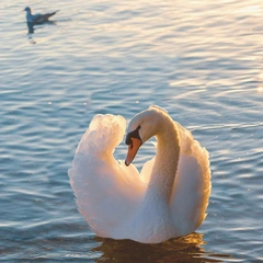 Sonata of a Hidden Letter