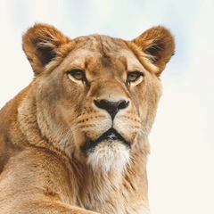 Empires in the Morning Sun