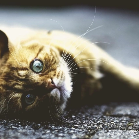 Arte da capa para Marimba Jelly Walk