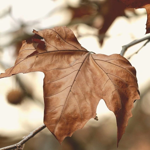 Coverbild für Radiant Realm