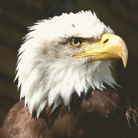 Glory Glimpseのジャケット画像