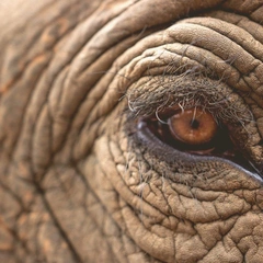 Elegy of the Broken Sky