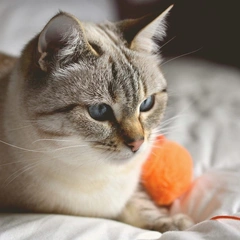 Cover art for Marimba Daydream