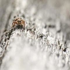 Cover art for Whispering Circuits